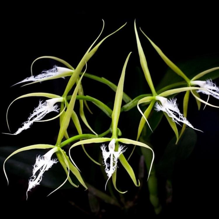 Epidendrum