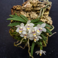 Pteroceras