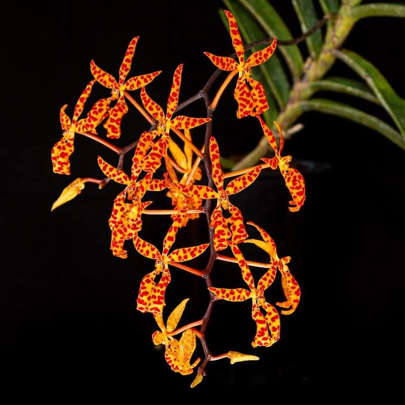 Renanthera