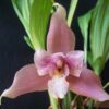 Lycaste Hybrid