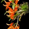 Dendrobium	unicum