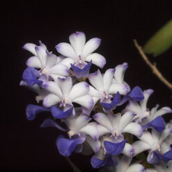 Rhynchostylis coelestis