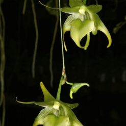 Aeranthes