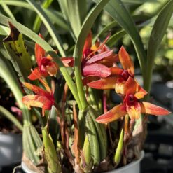 Maxillaria sp.