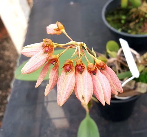 Bulbophyllum weberi