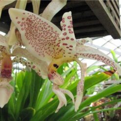 Stanhopea oculata