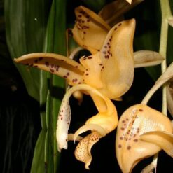 Stanhopea