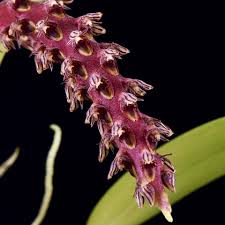 Bulbophyllum saurocephalum