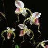 Paphiopedilum stonei