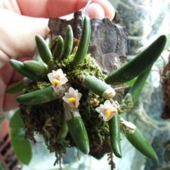 Dendrobium prenticei