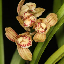 Cymbidium ensifolium Jin He