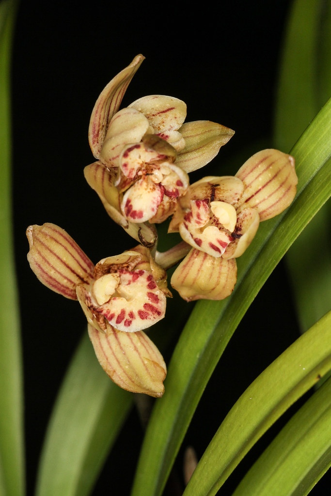 Cymbidium ensifolium Jin He