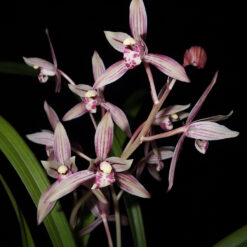 Cymbidium ensifolium Shi Zhang Hong