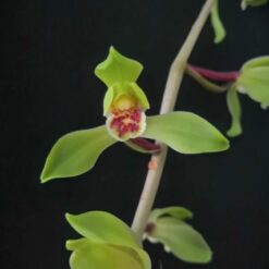 Cymbidium faberi Da Yi Pin