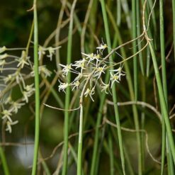 Dendrobium chordiforme