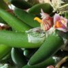 Dendrobium prenticei