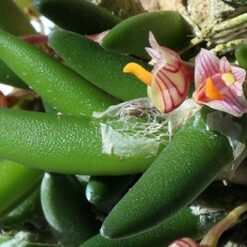 Dendrobium prenticei