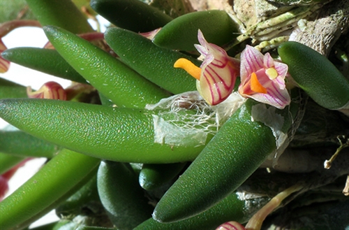 Dendrobium prenticei