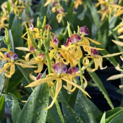 Encyclia vitellina x cochleata
