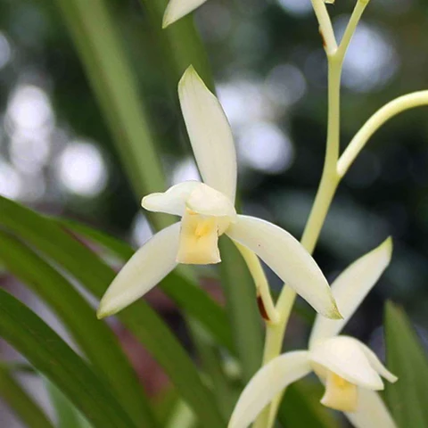 Cymbidium ensifolium Qing Shan Yu Quan