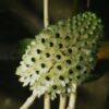 Dendrobium smilieae f. album