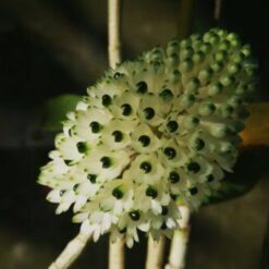 Dendrobium smilieae f. album