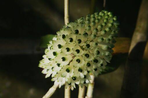 Dendrobium smilieae f. album