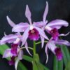 Laelia purpurata var. sanguinea