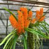 Ascocentrum aurantiacum