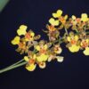 Oncidium ascendens