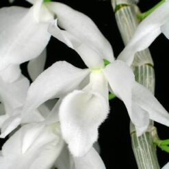 Dendrobium anosmum var. alba