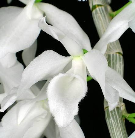 Dendrobium anosmum var. alba