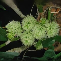 Dendrobium capituliflorum
