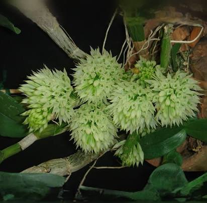 Dendrobium capituliflorum