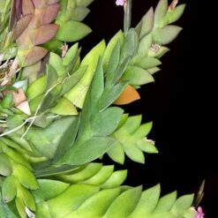 Dendrobium rosellum