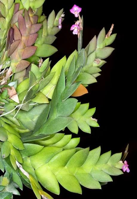 Dendrobium rosellum