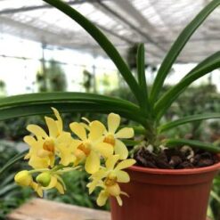 Holcoglossum flavescens x Ascocentrum curvifolium