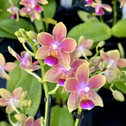 Phalaenopsis Morning Breeze