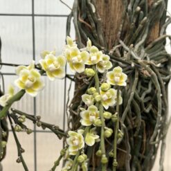 Chiloschista viridiflava 'white border'