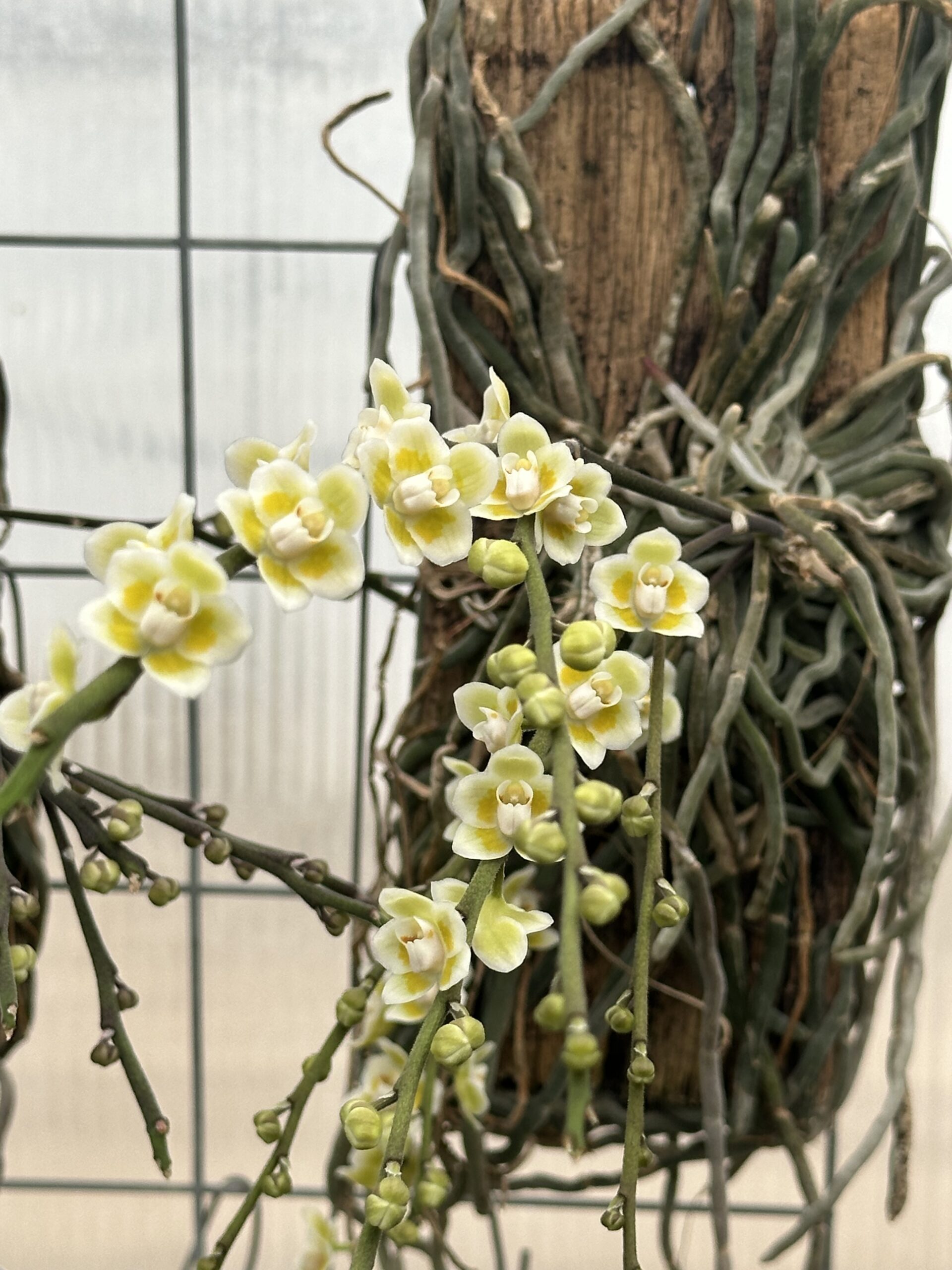 Chiloschista viridiflava 'white border'