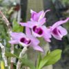 Dendrobium anosmum