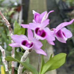Dendrobium anosmum