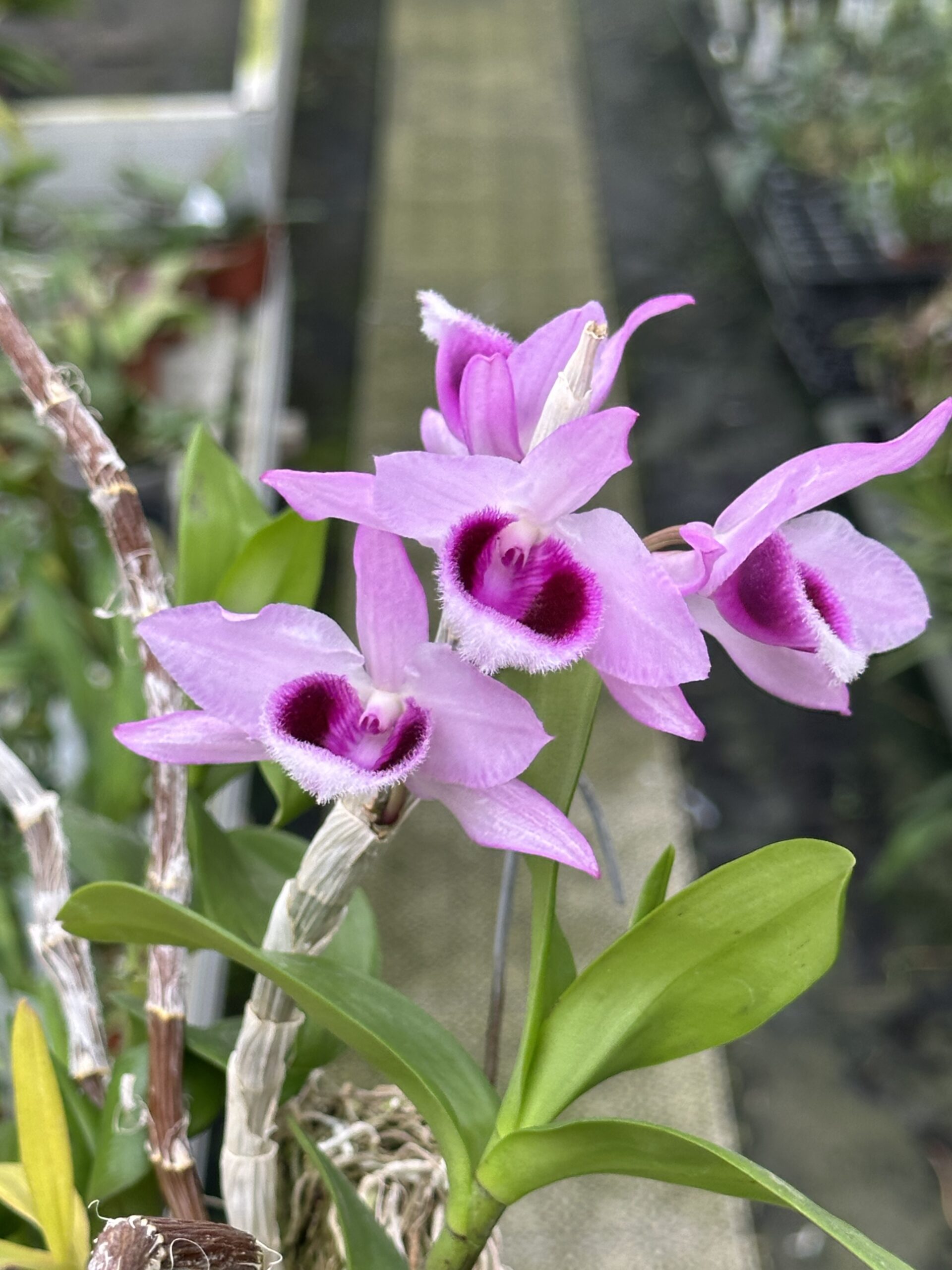 Dendrobium anosmum