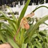 Phragmipedium Grande Hybrid