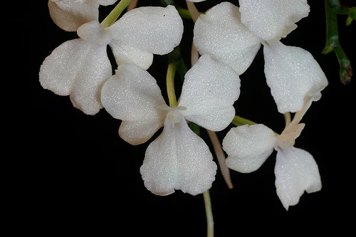 Aerangis citrata