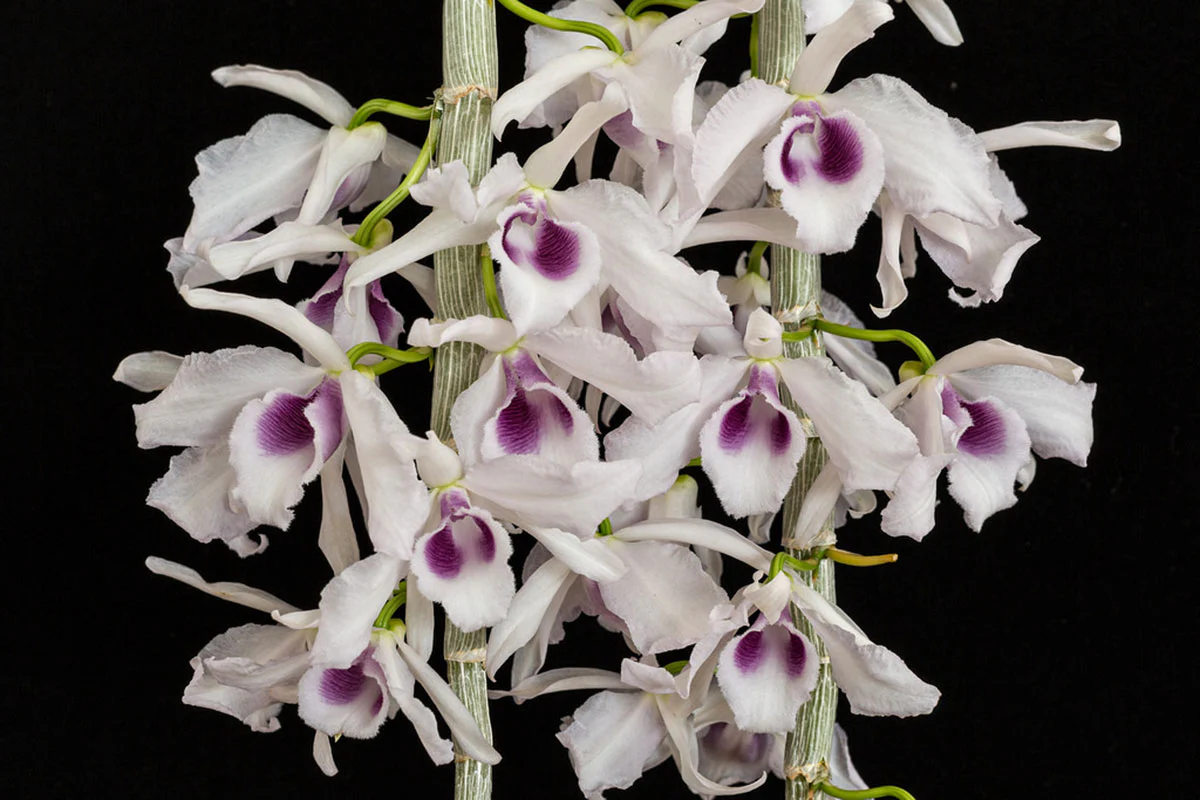 Dendrobium anosmum var. coerulea