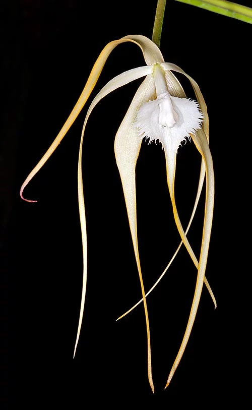 Brassavola cucullata - Image 2