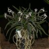 Neofinetia falcata 'Furan'