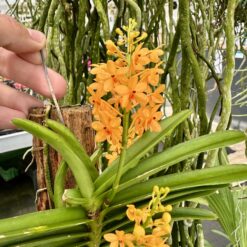 Ascocentrum garayi