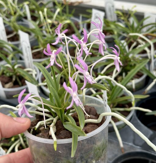 Neofinetia falcata 'Hongchun'